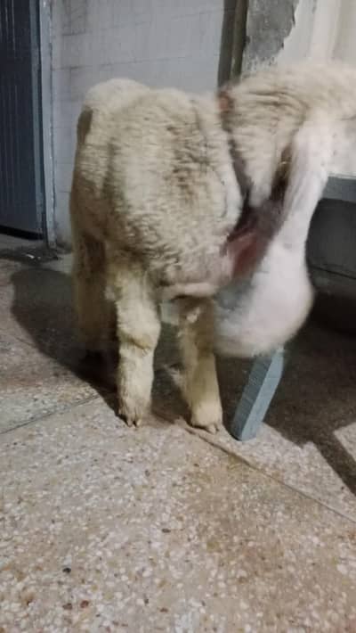 kajla bacha 3 month age urgent sale