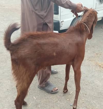 Breeder Bakra For Sale