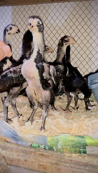 Shamo chicks