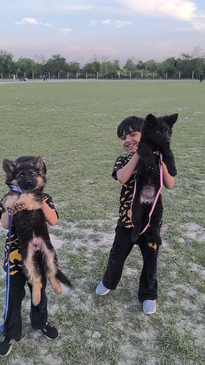 German shepherd dogs for urgent sale