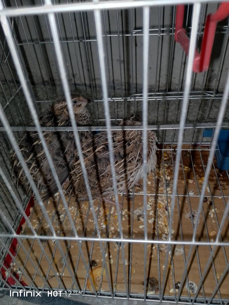 Batair with Cage for Sale 0