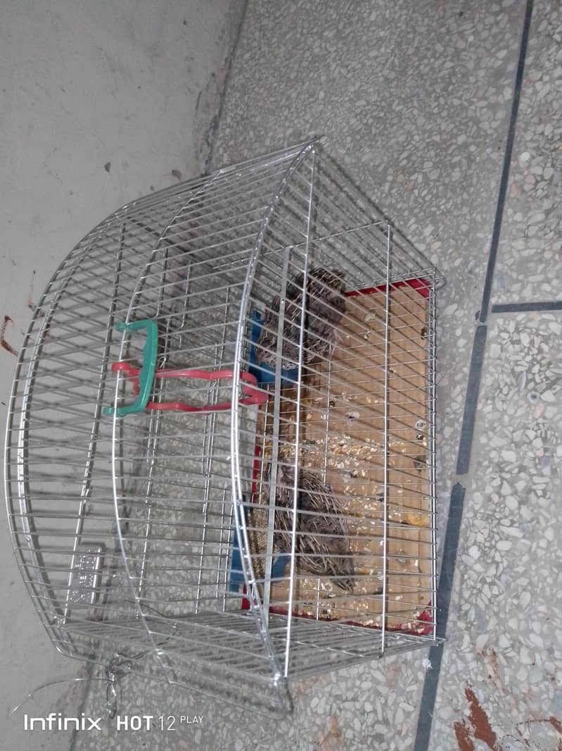 Batair with Cage for Sale 1