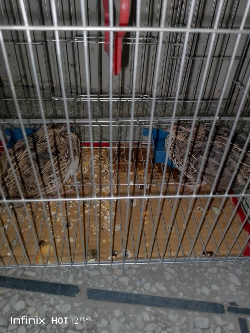 Batair with Cage for Sale 2