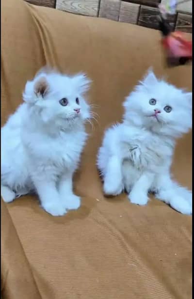 Persion Cat 2 month age My WhatsApp Number 03296428873 for sale