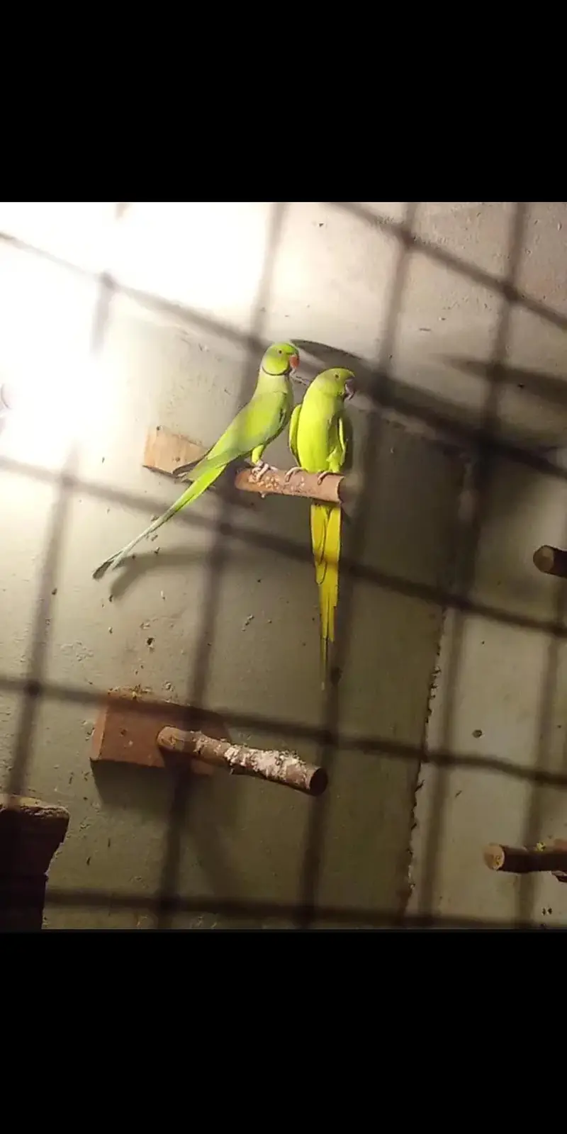 breeder pair