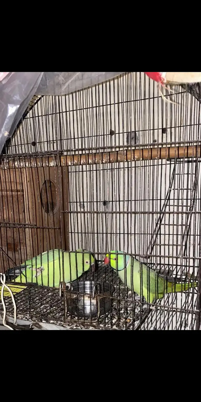 breeder pair — photo 2