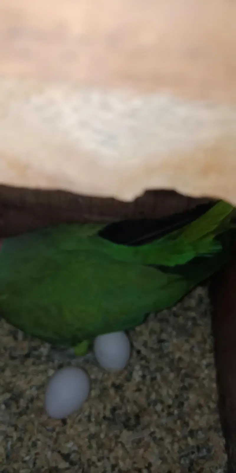 breeder pair — photo 3