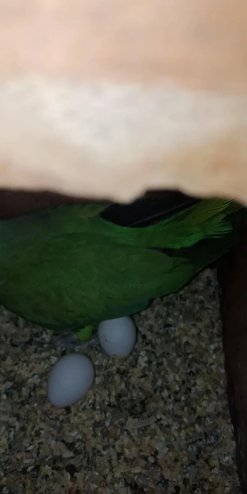 breeder pair — photo 4