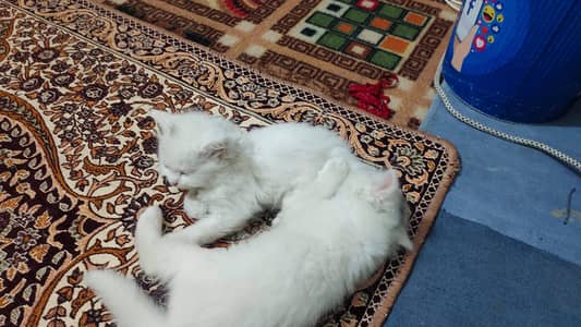 2 cats for sale