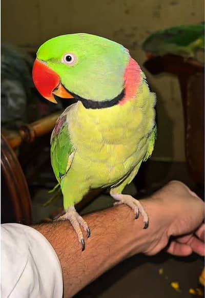 Alexander raw Male for sale heavy size