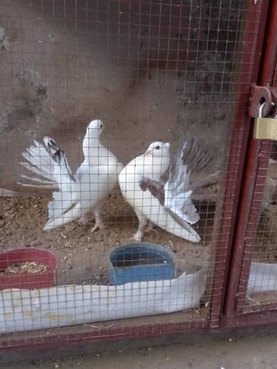 lakhay pair