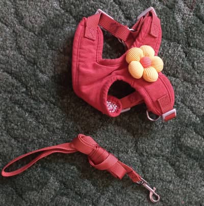 impoeted Cat harness,  leash and other accessories