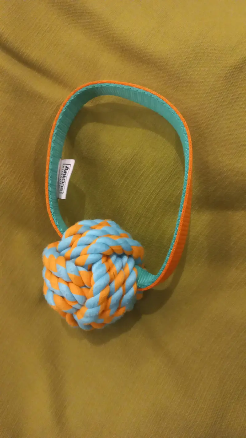 impoeted Cat harness,  leash and other accessories — photo 10