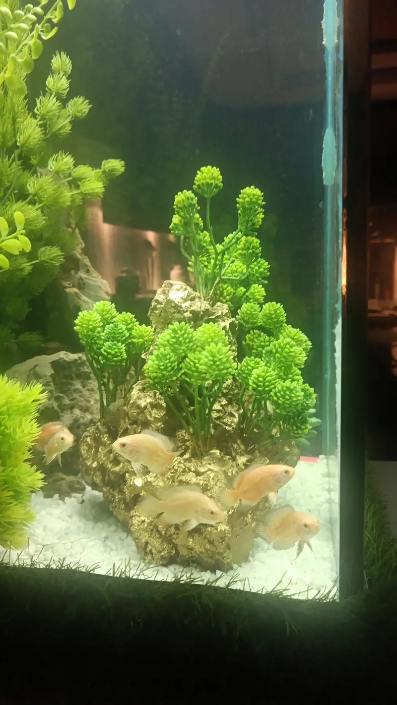 Oscar, silver sharks, rainbow shark, blue line shark, cichild — photo 2