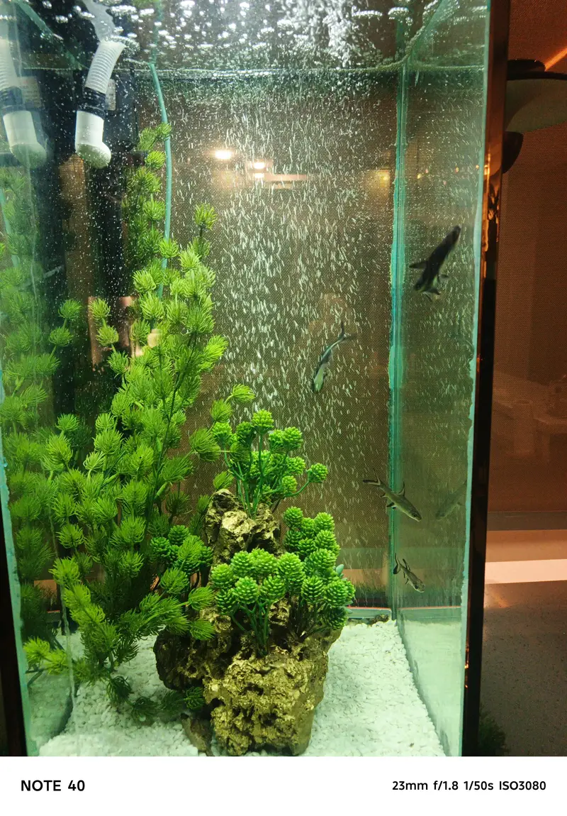Oscar, silver sharks, rainbow shark, blue line shark, cichild — photo 4