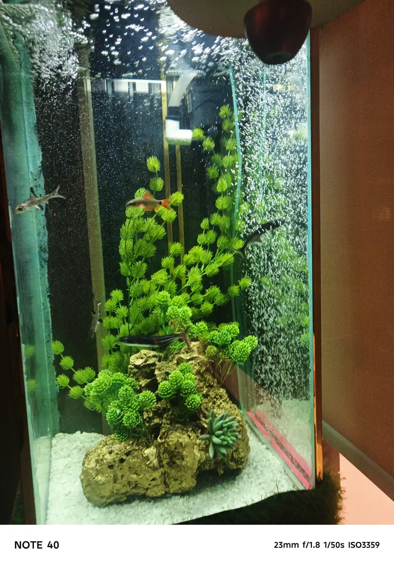 Oscar, silver sharks, rainbow shark, blue line shark, cichild — photo 5