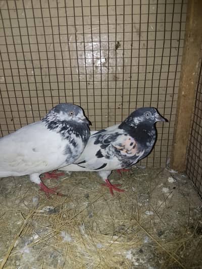 AK adad pair for sale