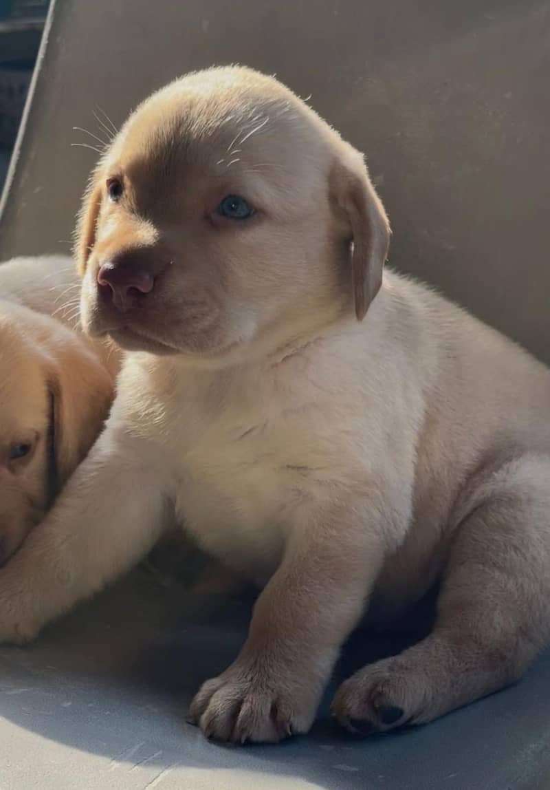 Labrador 0