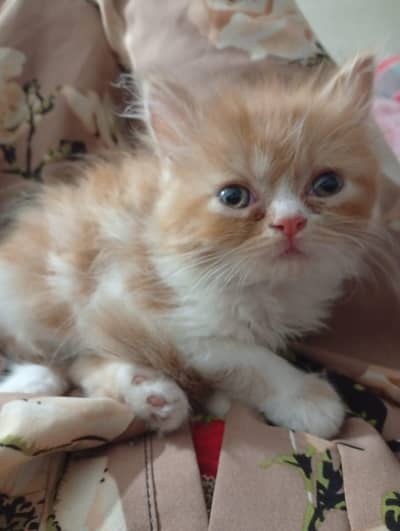 cute playfull kitten