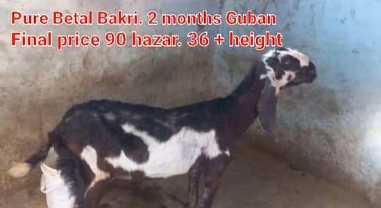 Pure Betal Bakri. 2 months Guban. Height 36+. High Quality.