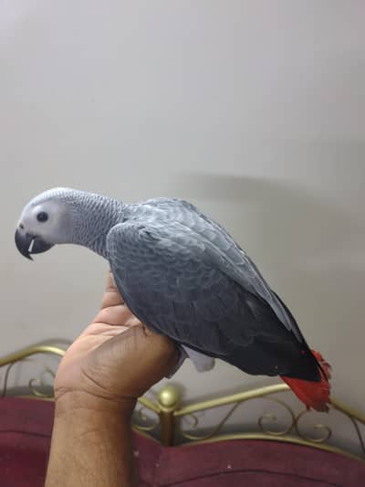 Grey Parrot Chick Jumbo size
