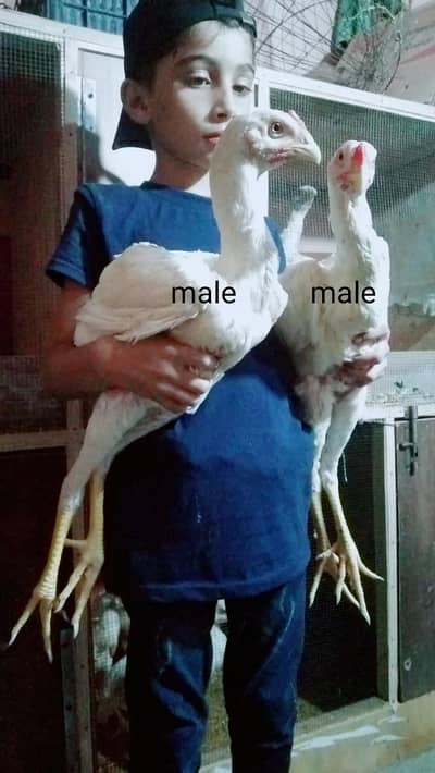 king white shamoo chiks patthe pathiyan available