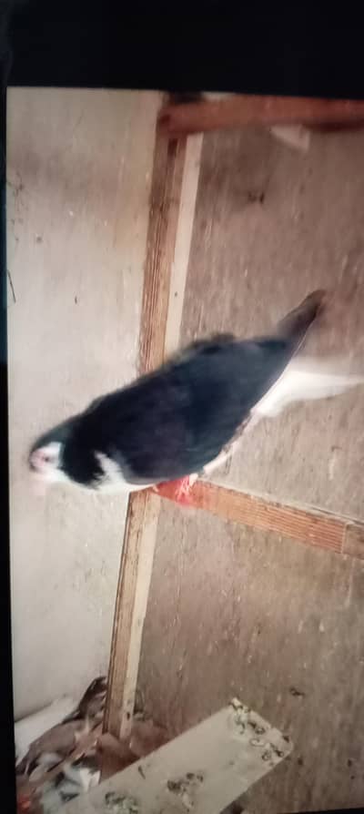 jet black pure sherazi male
