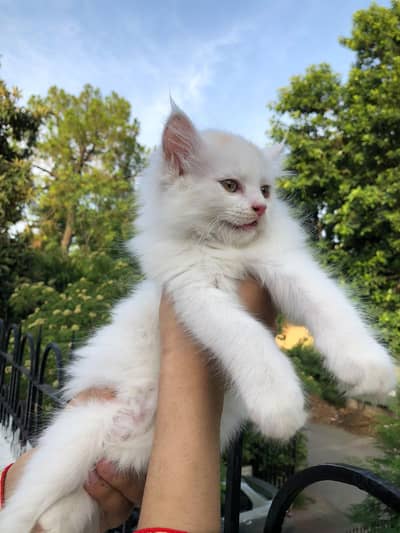 white Persian kittens for urgent sale