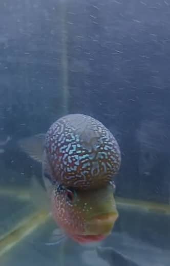 VVIP GRADE RED DRAGON MALE FOR SALE