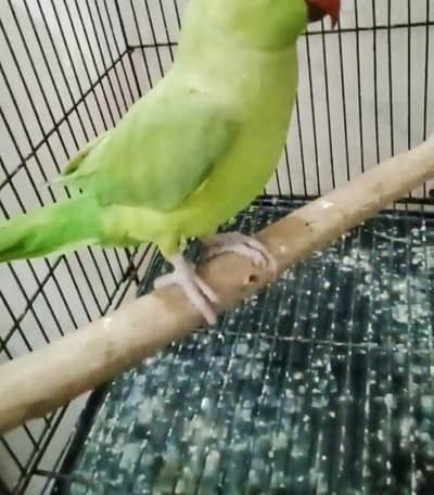 Green Parrot Hand tamed