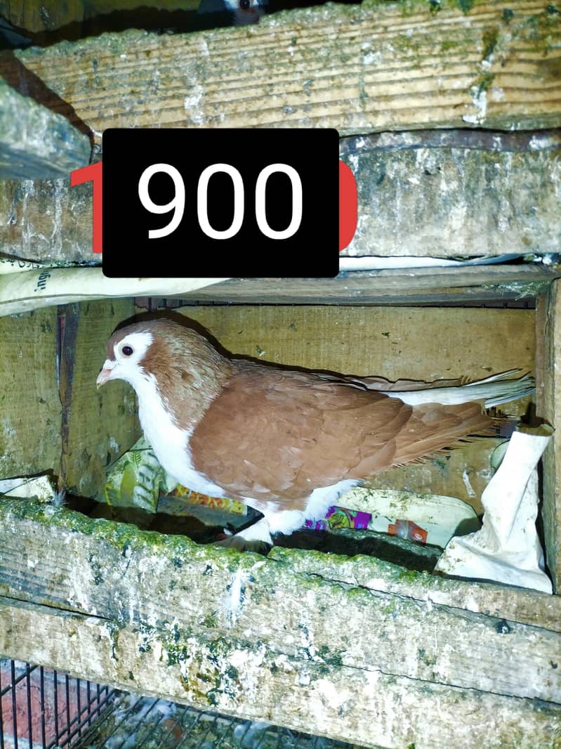 Fancy Pigeons 0
