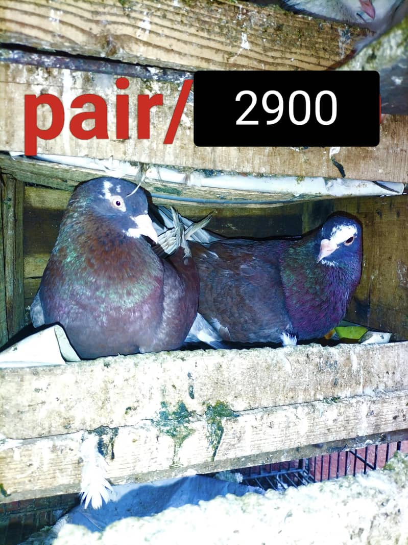 Fancy Pigeons 1