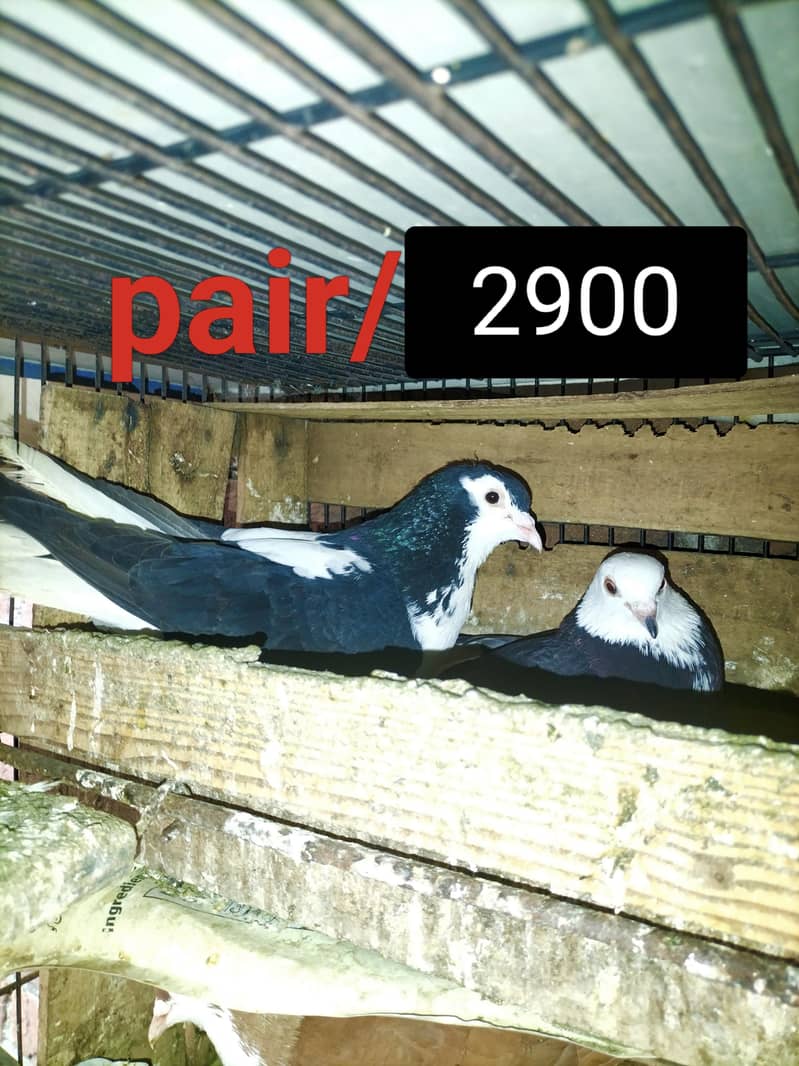 Fancy Pigeons 2