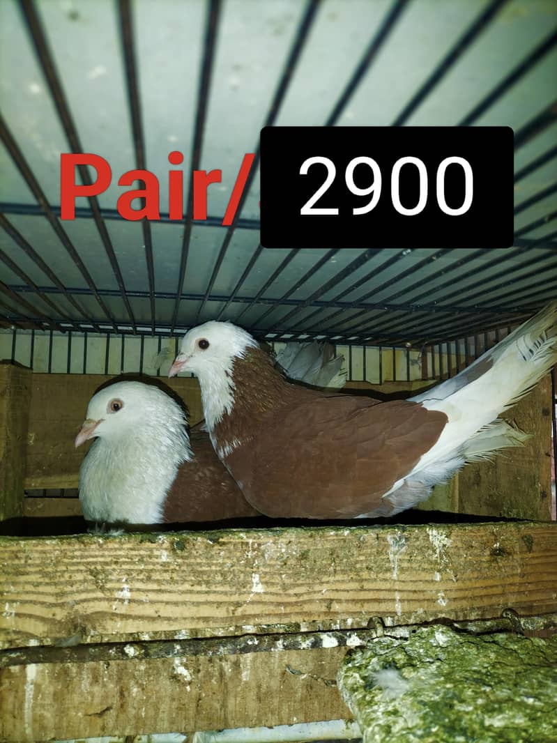 Fancy Pigeons 3