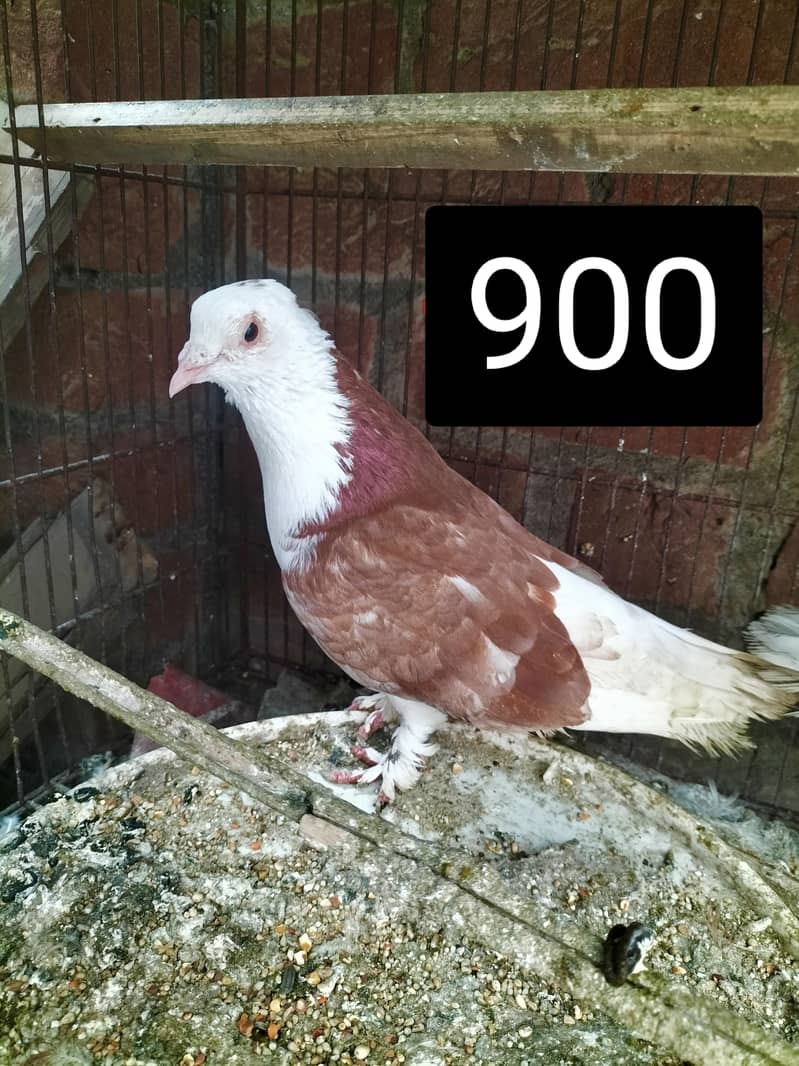 Fancy Pigeons 4