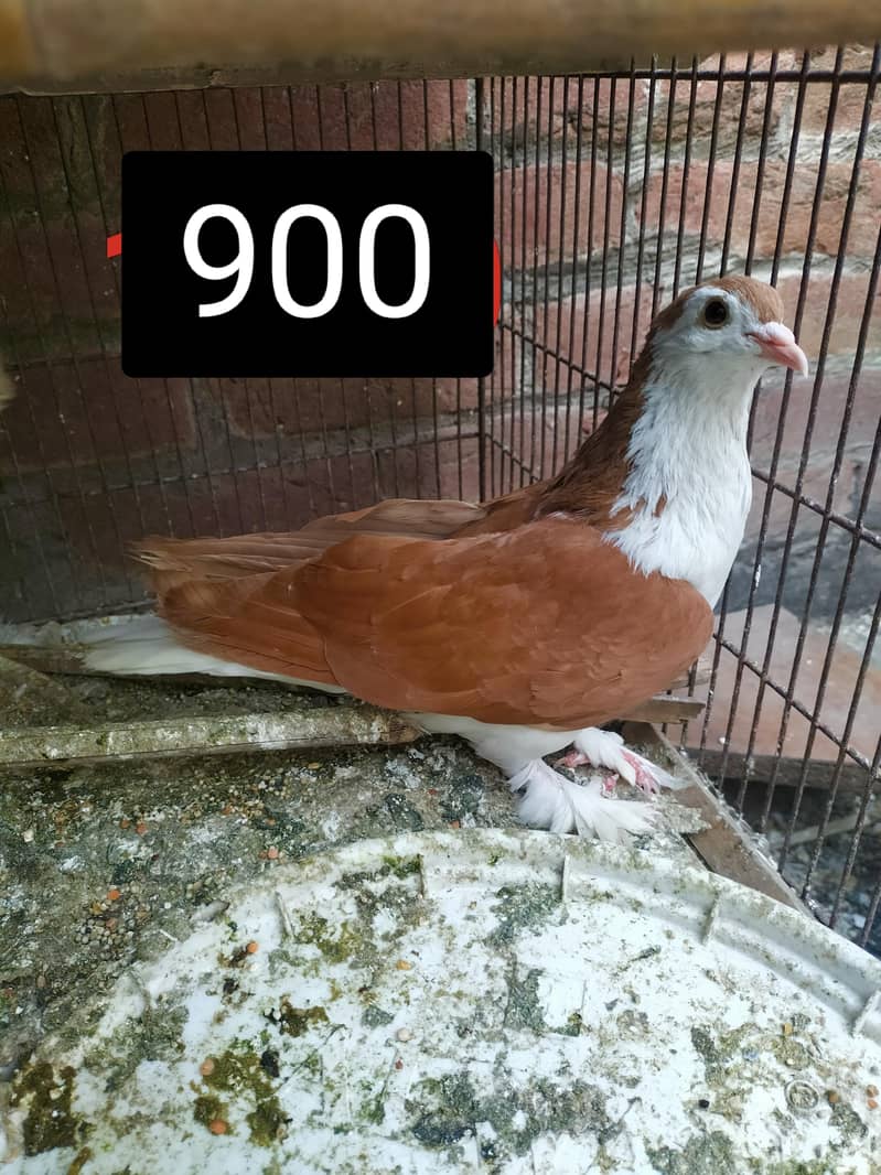 Fancy Pigeons 5