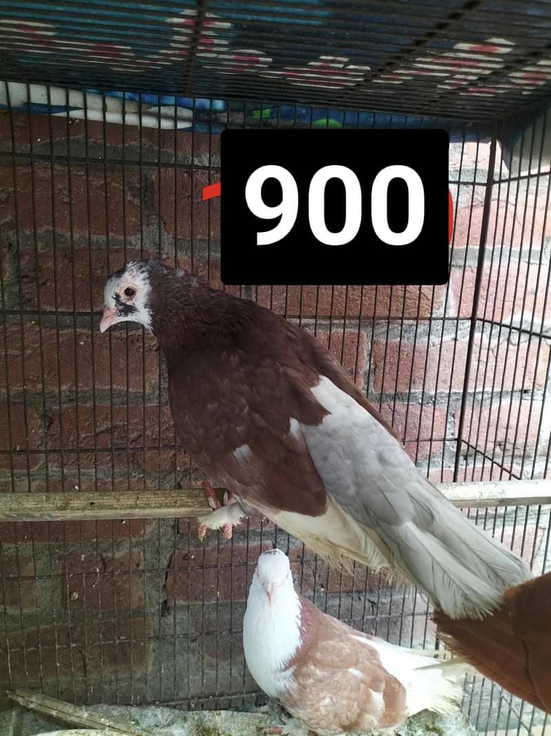 Fancy Pigeons 6