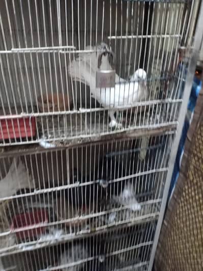 Pigeons With Cage