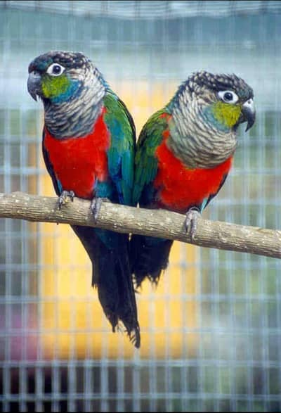 crimson bellied breeder male