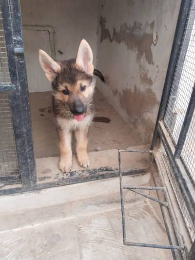 German shepherd puppies for sale