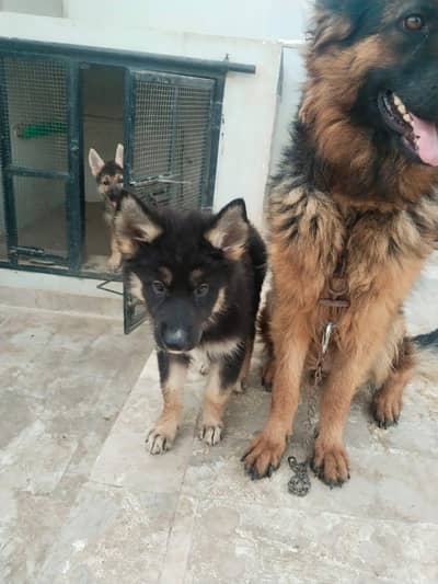German shepherd puppies for sale