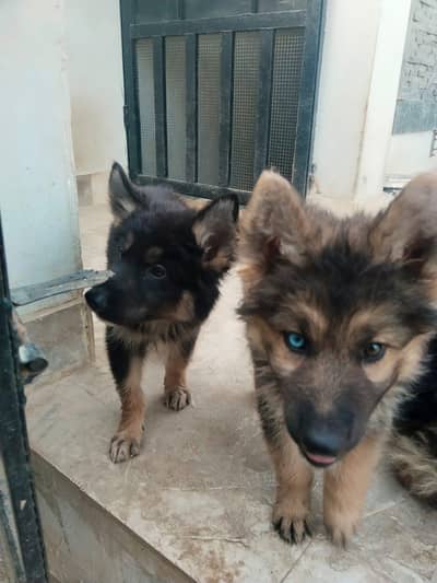 German shepherd puppies for sale