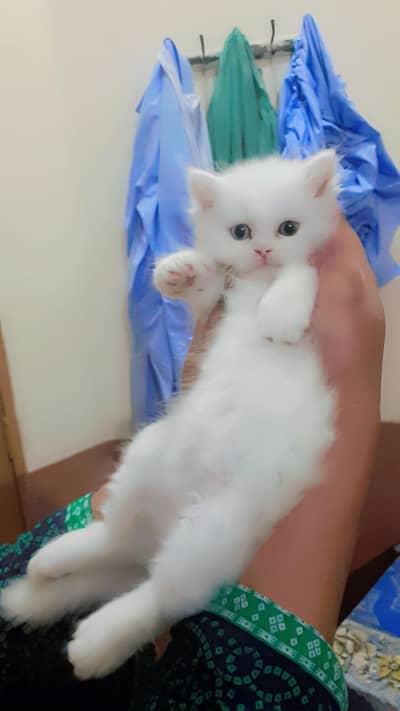 White Male Kitten with Blue Eyes | 1.5 Months Old
