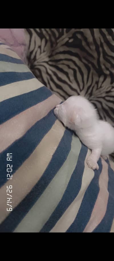 Cute kitten