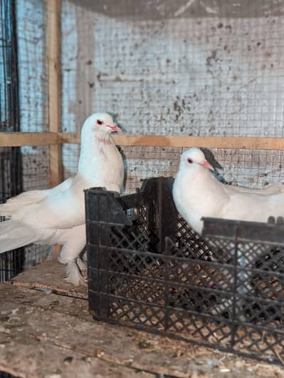 Pegions Gobara pair