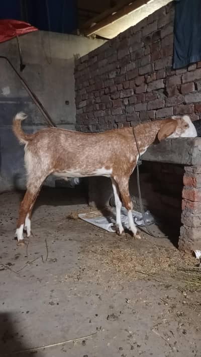 bakra for sale