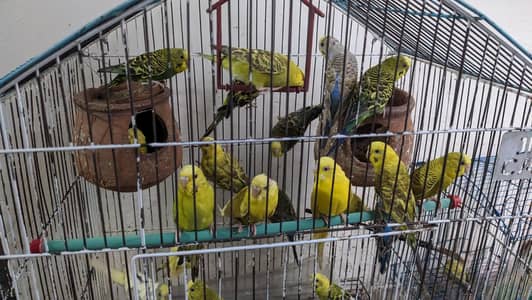 Budgies (Australian parrots/birds) with cage