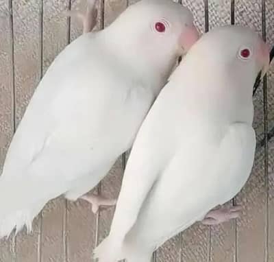 ALBINO RED EYES