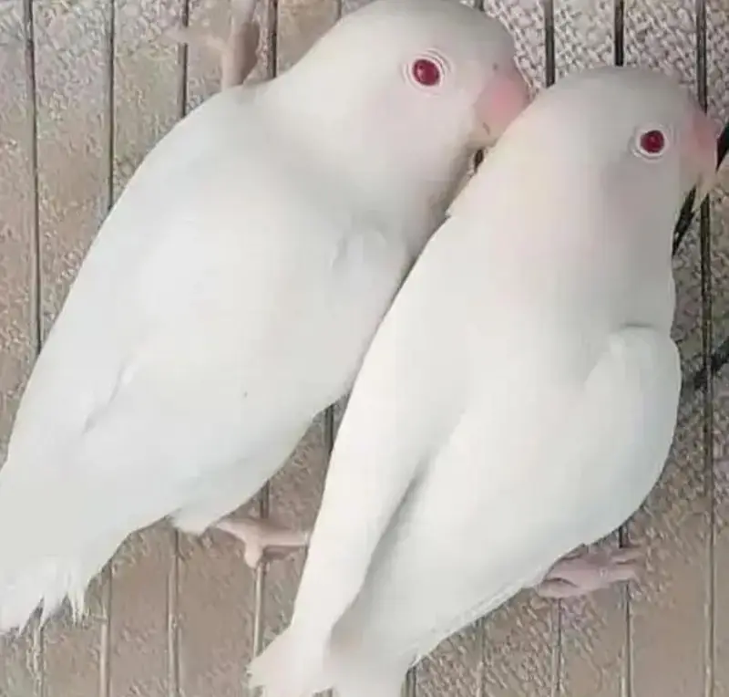 ALBINO RED EYES