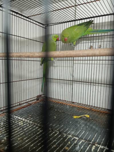 Breeder Pair